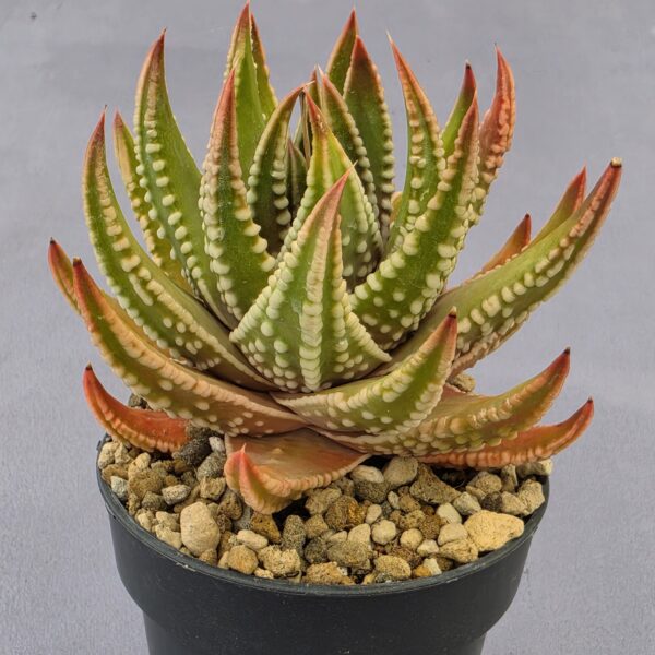 Tulista marginata x pumila