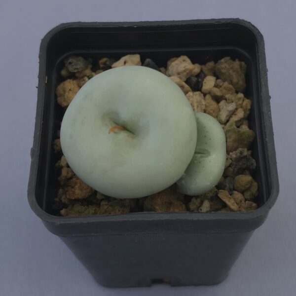 Conophytum Flavum Ornatum SB1117