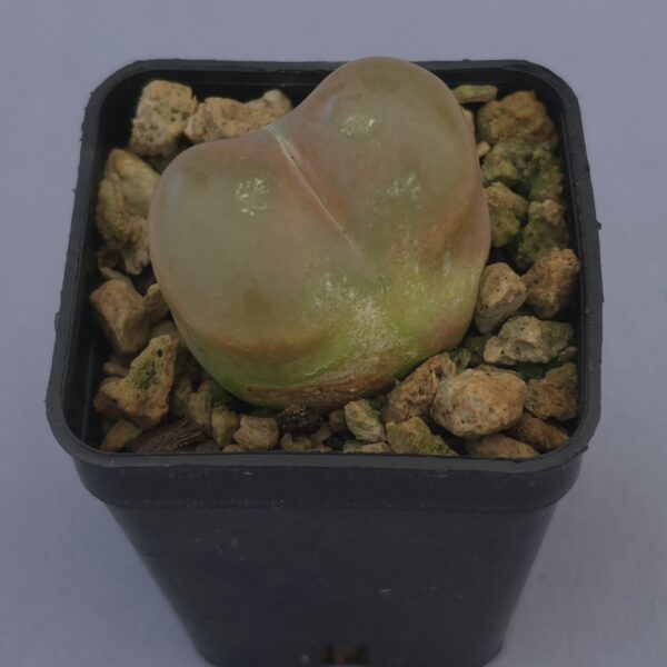 Conophytum Maughanii