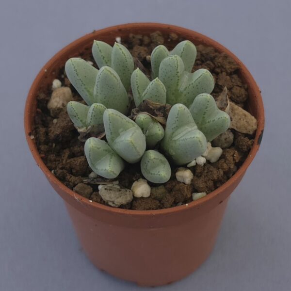 Conophytum Blamdum ARM514