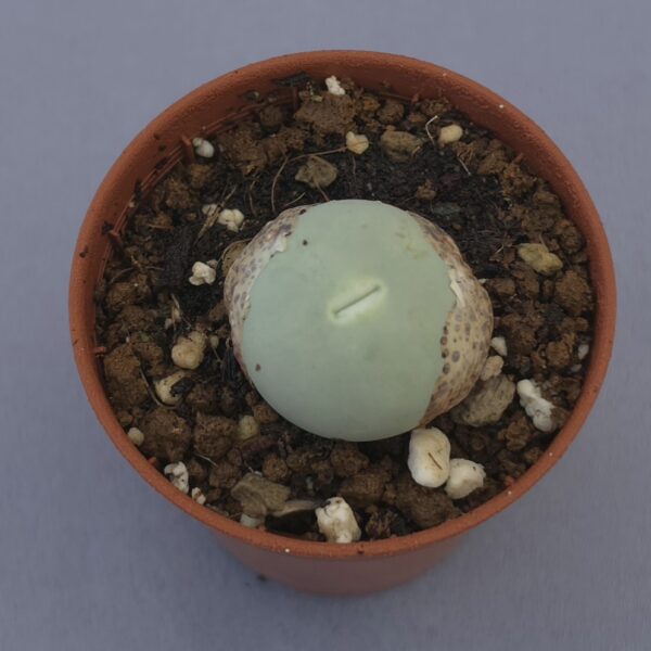 Conophytum Calculus