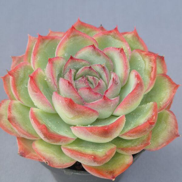 Echeveria Silhouette