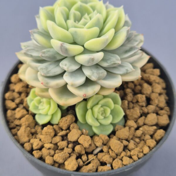 Echeveria Tinkerbell