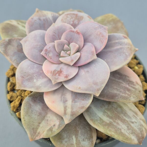 Graptopetalum Superbum variegada 001