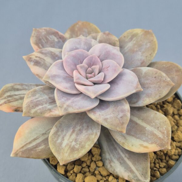 Graptopetalum Superbum variegada 002