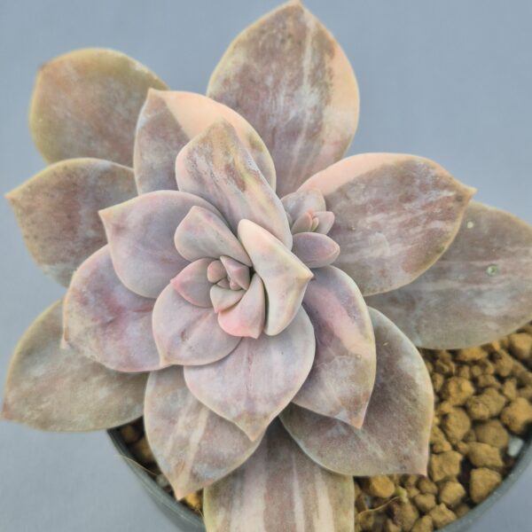 Graptopetalum Superbum variegada 003