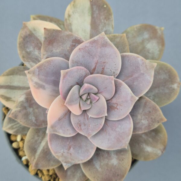 Graptopetalum Superbum variegada 004