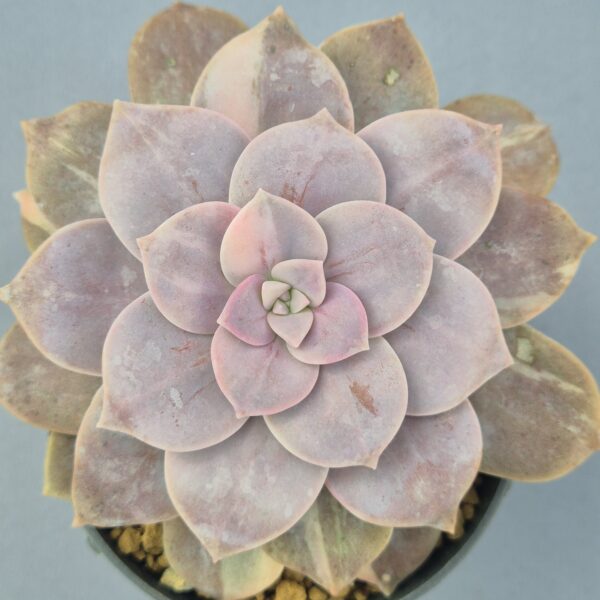 Graptopetalum Superbum variegada 005