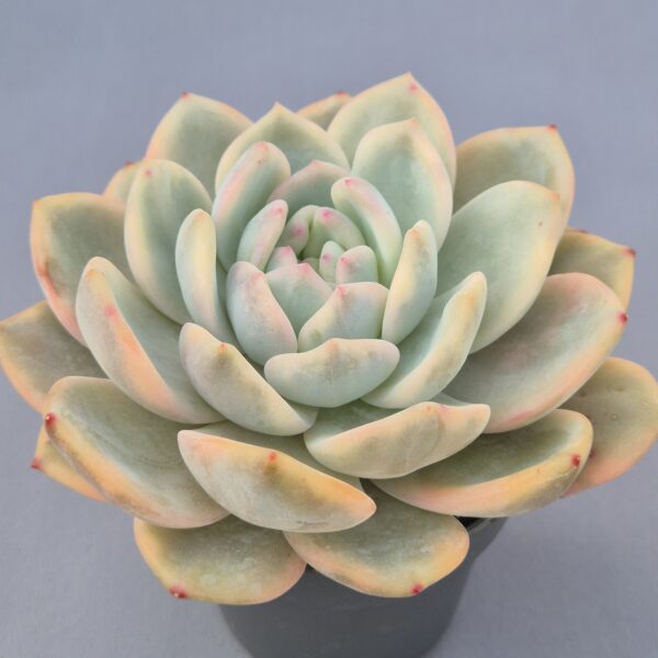 Echeveria Monroe variegada