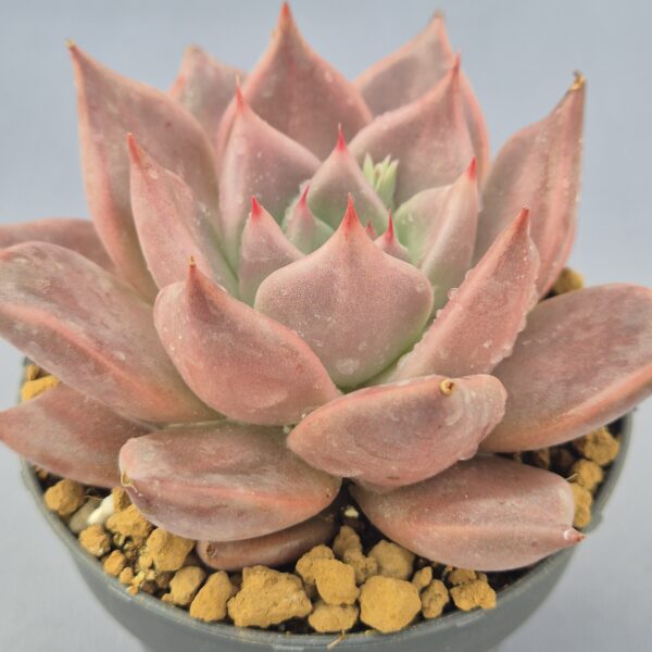 Echeveria Jawa
