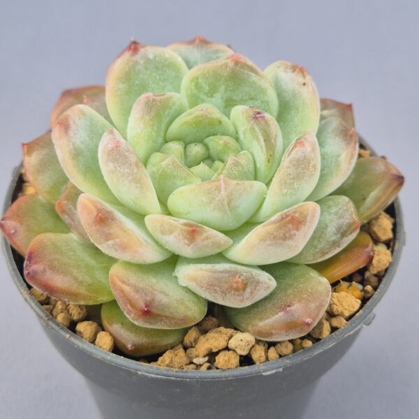 Echeveria Snow Tower