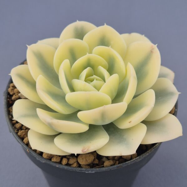 Echeveria Runyonii variegada