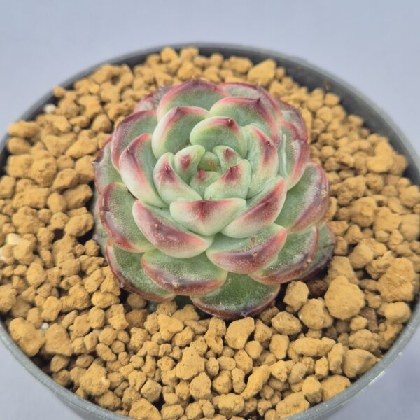 Echeveria Black Snow