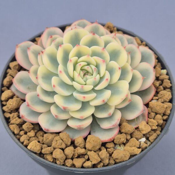 Echeveria Blue Minima variegada