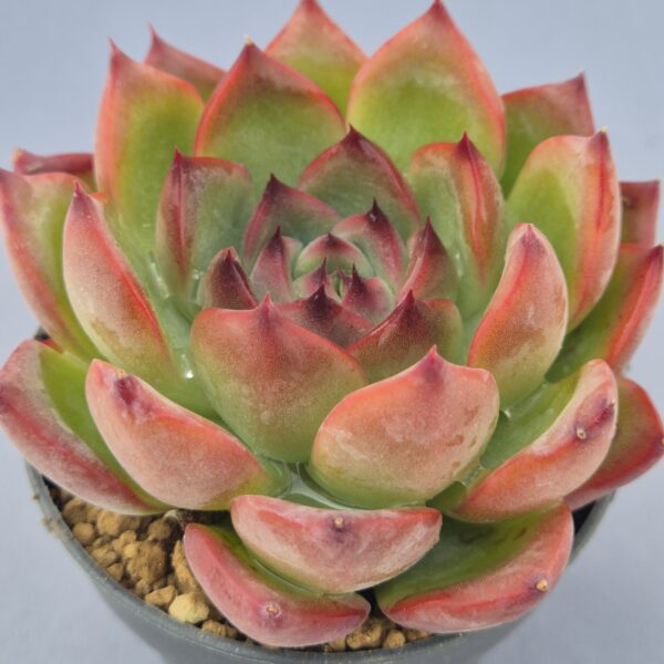 Echeveria Fire Pillar