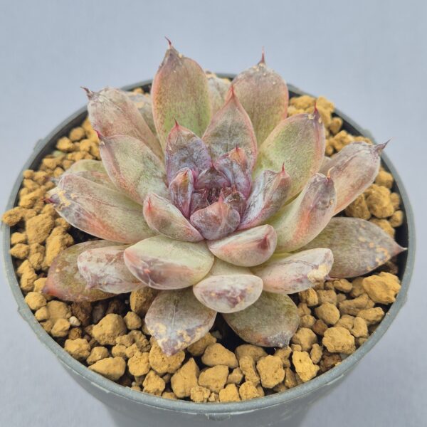 Echeveria Black Pearl