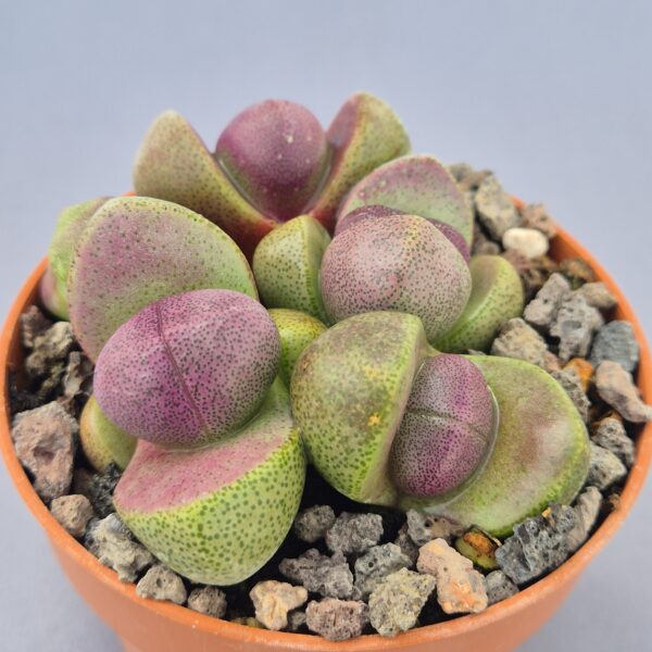 Pleispilos nelii Royal Flush