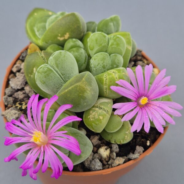 Gibbaeum dispar