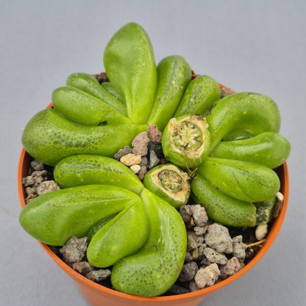 Glottiphyllum pygmaeum