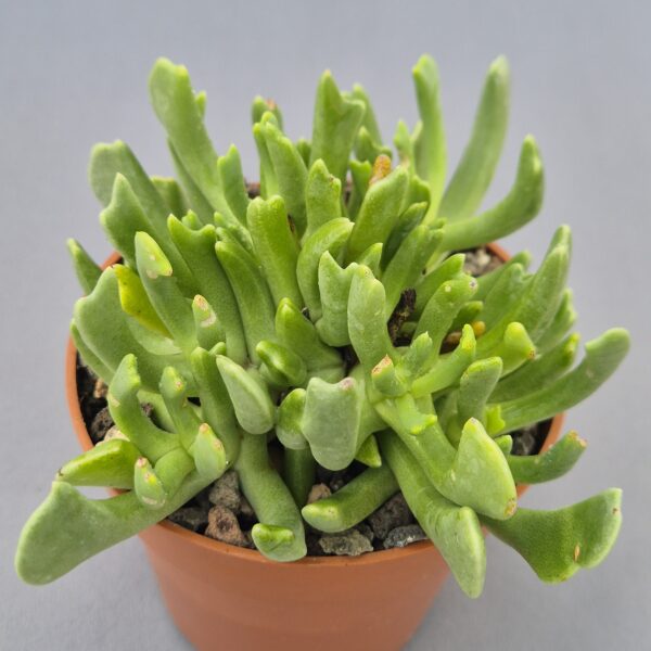 Rhombophyllum dolabrifome