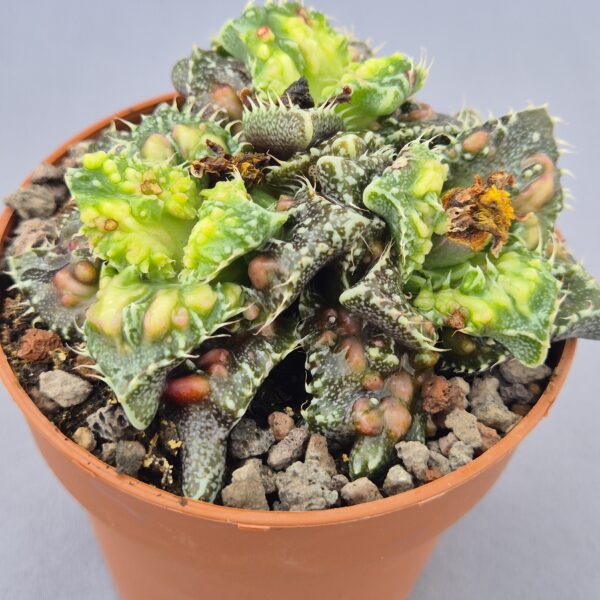 Faucaria tuberculosa Super Warty
