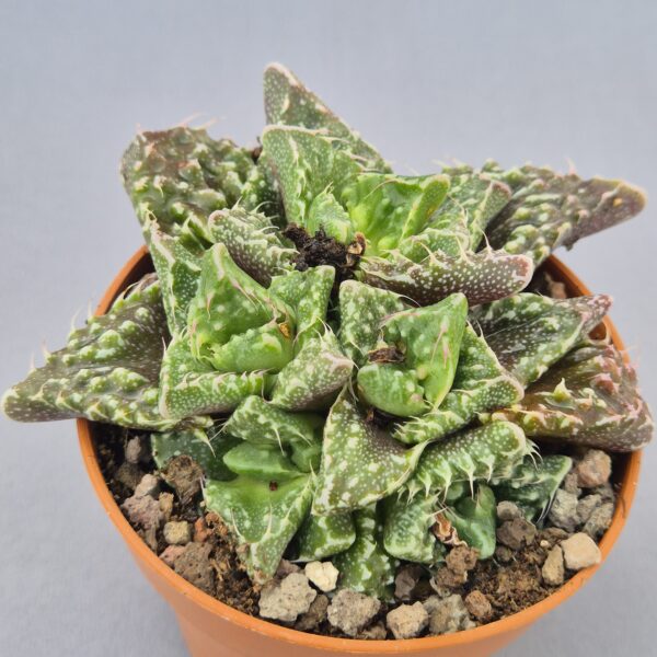 Faucaria