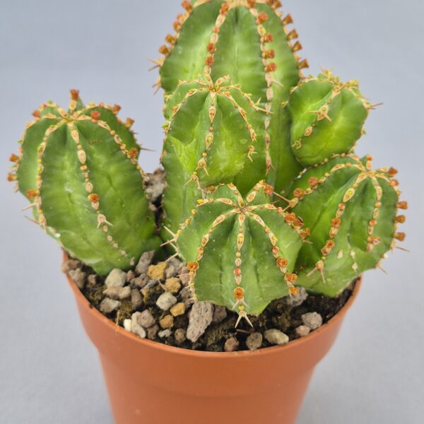 Euphorbia frankii