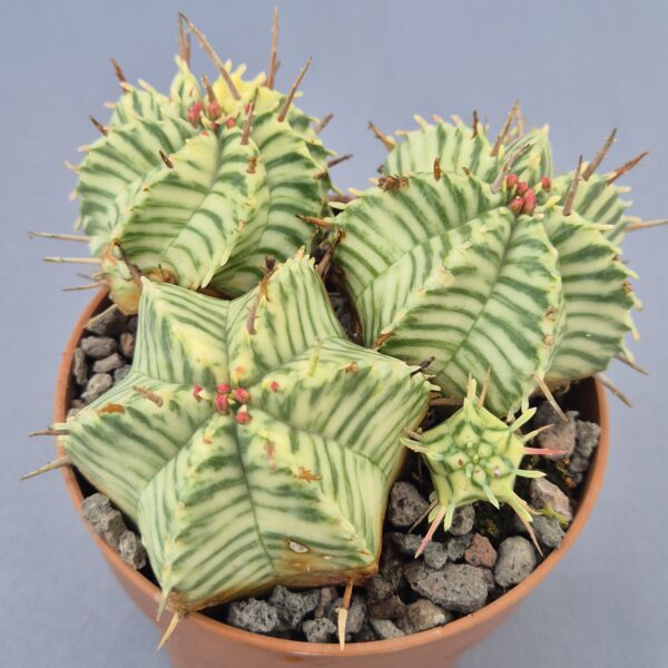 Euphorbia Meloformis variegata