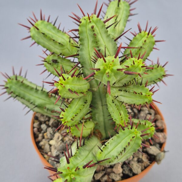 Euphorbia Enopla