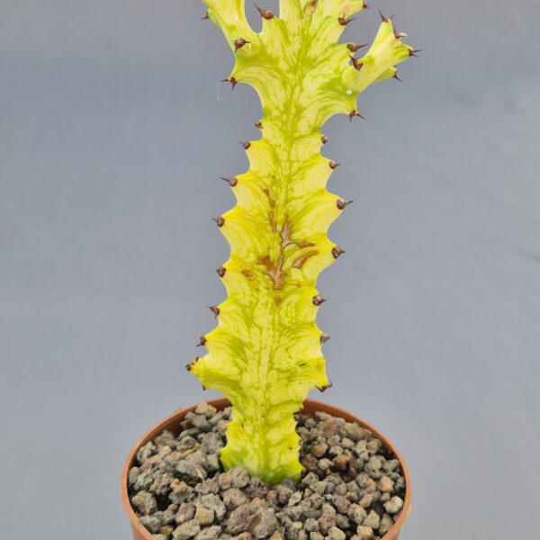 Euphorbia Trigona Mint Cream