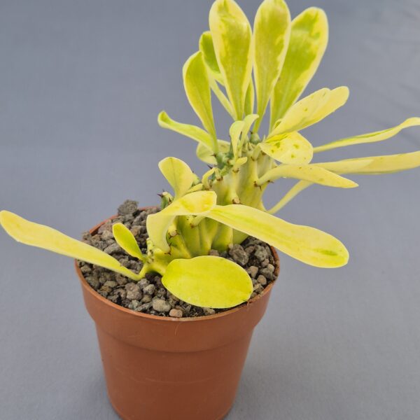 Euphorbia neriifolia variegata cristata