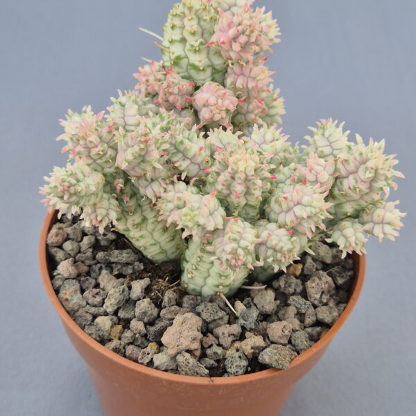 Euphorbia mammillaris f. variegata