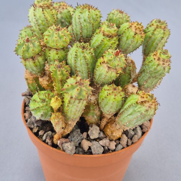 Euphorbia sp.