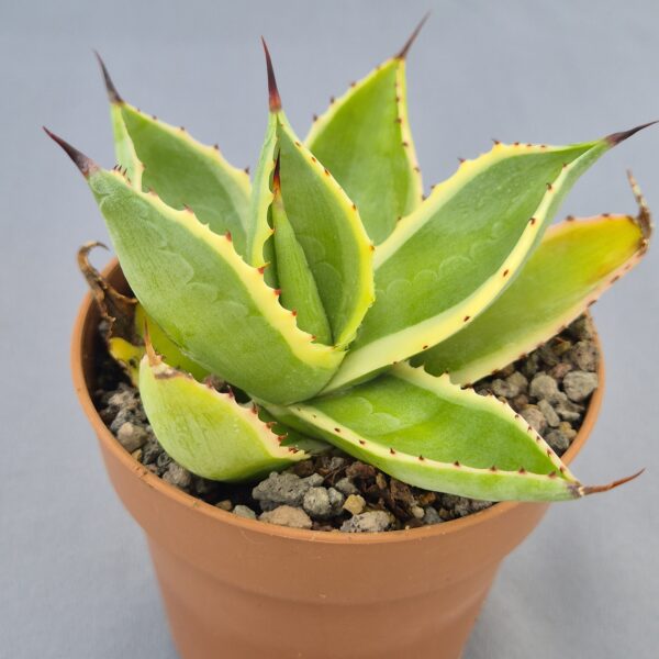 Agave Celsii 'Multicolor'