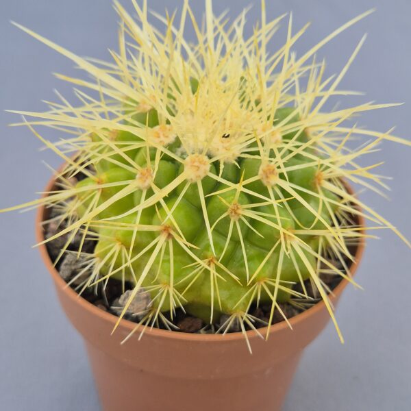 Echinocactus grusonii