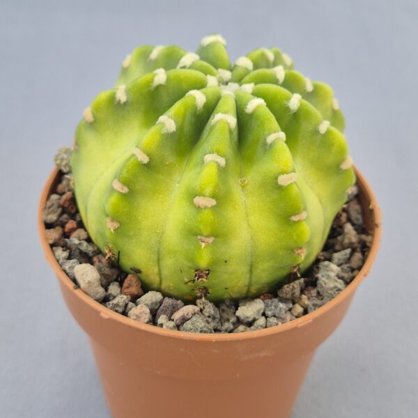 Echinopsis subdenudata