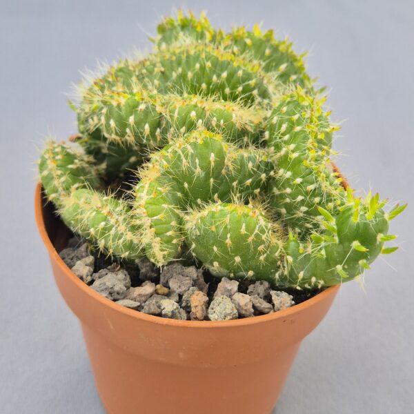 Opuntia Subulata Cristata