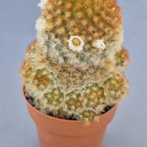 Mammillaria carmenae