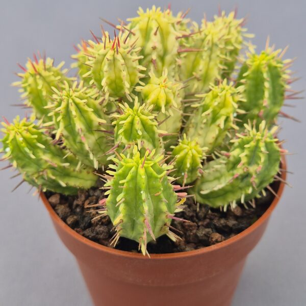 Euphorbia aggregata variegata