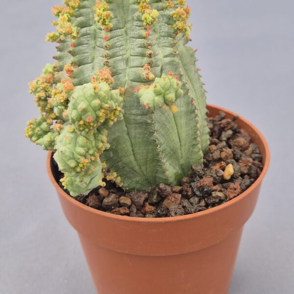 Euphorbia polygona