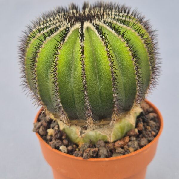 Uebelmannia pectinifera injertada