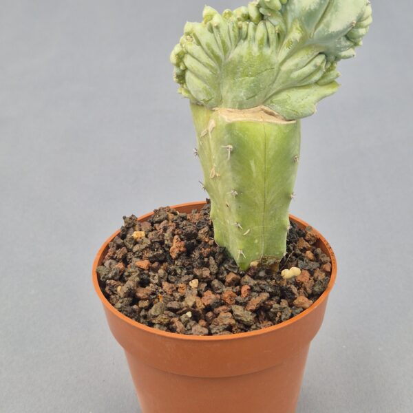 Myrtillocactus geometrizans cristata injertado