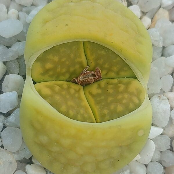 Lithops hallii var. ochracea C111A 'Green Soapstone'