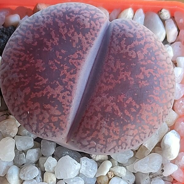 Lithops lesliei 'Fred's Redhead'