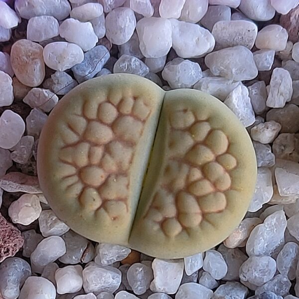 Lithops hookeri var. lutea ‘Aubarede’ C038A
