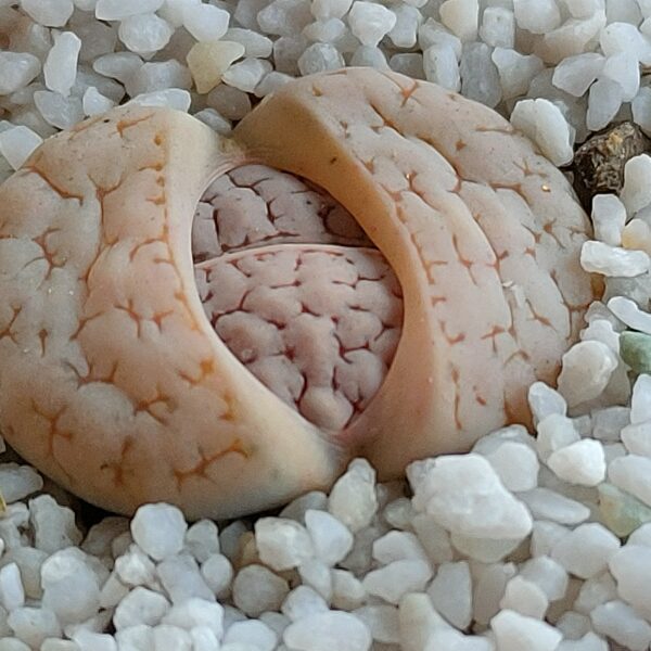 Lithops gracilidelineata subsp. gracilidelineata var. waldroniae ex C243