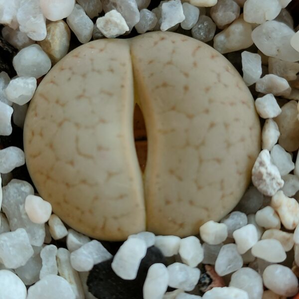 Lithops pseudotruncatella ssp. dendritica ex C073