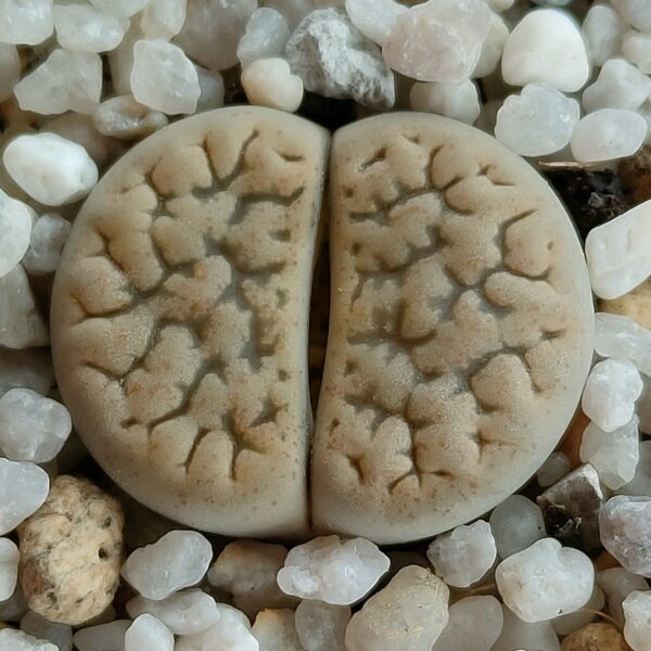Lithops hookeri var. susannae ex C091