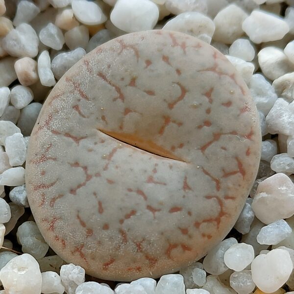 Lithops pseudotruncatella TOK076