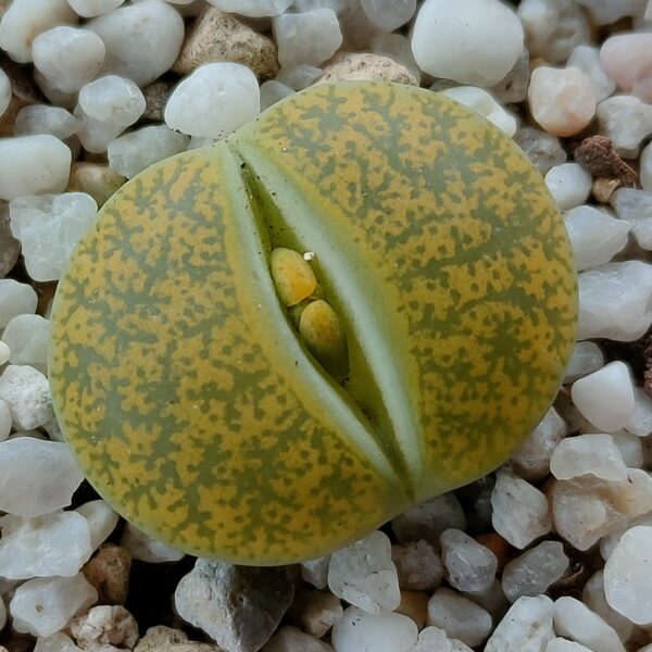 Lithops lesliei 'Albinica' C036A